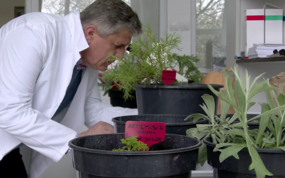 
    Cercetătorul  Costel Vânătoru,  specialist  în horticultură  