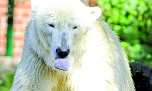 CLIIMA20090924 0194 1 jpeg