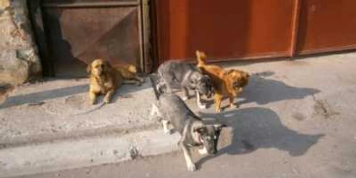 Câinii lăsaţi liberi se grupează în haite