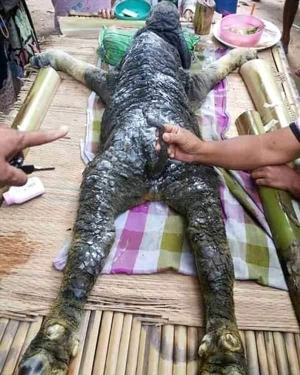 Localnicii dintr-un sat thailandez s-au speriat de groază când au descoperit un monstru