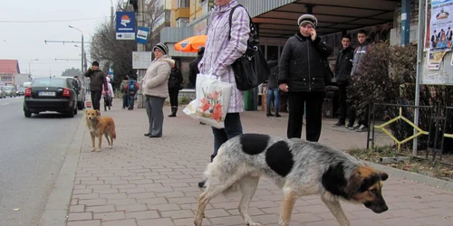 Pe străzile din municipiul Suceava sunt aproximativ 2.000 de câini fără stăpân