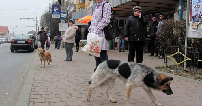 Pe străzile din municipiul Suceava sunt aproximativ 2.000 de câini fără stăpân