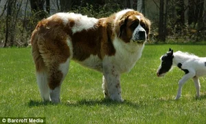 Einstein şi Saint Bernardul Lily jpeg