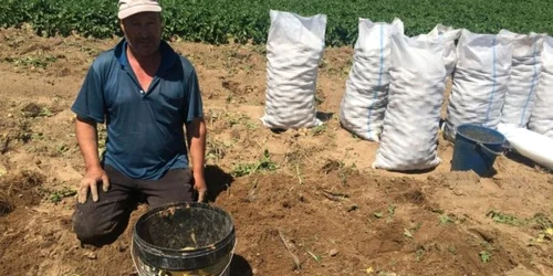 Cartofii româneşti timpuri merg la export în Polonia