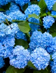 hortensii jpg
