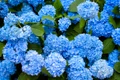 hortensii jpg