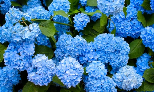 hortensii jpg