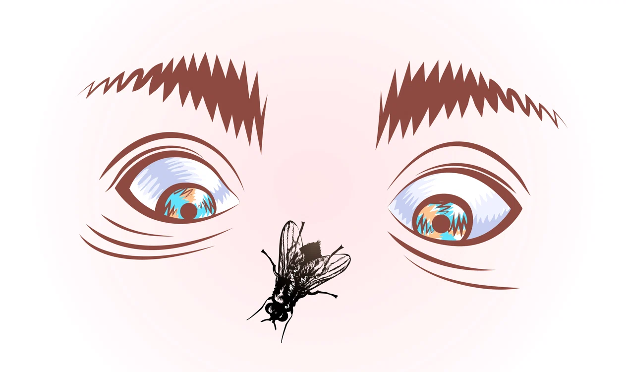musca ilustratie