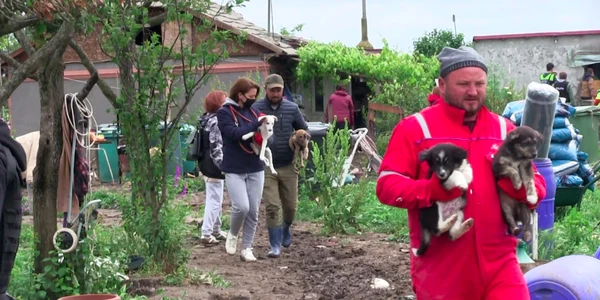 Câini maltrataţi în Adăpostul Spike-Refugiul animalelor - satul General Scărişoreanu - comuna Amzacea - Constanţa Sursa Claudiu Nicolae