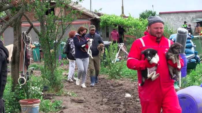 Câini maltrataţi în Adăpostul Spike-Refugiul animalelor Sursa Claudiu Nicolae