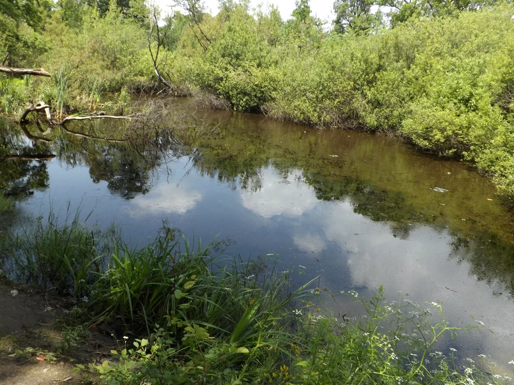 
    Sătenii din Negreşti spun că lacul ascunde comoriFoto: "Adevărul"  
