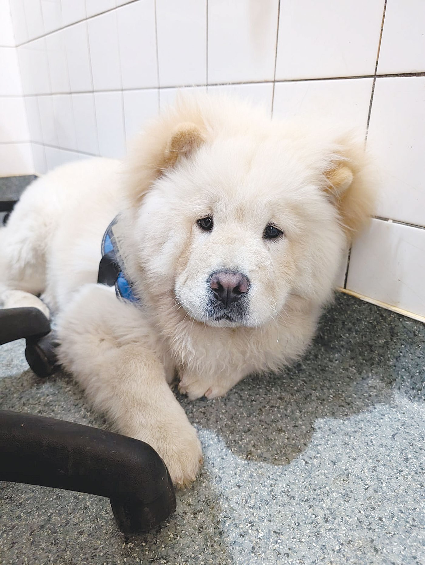 zoofil El este Hugo, căţelul chinuit de stăpânul lui zoofil. Stă singur, trist,  mănâncă rar şi bea puţin
