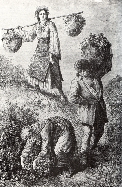 Culegatori de trandafiri in Bulgaria