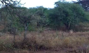 Delia Matache trăiește o experiență deosebită în Tanzania  (Foto: Arhiva personală) jpeg