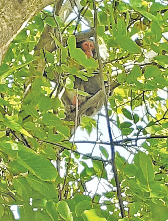 Maimuţa s-a refugiat într-un copac