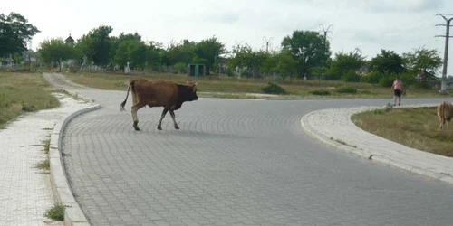 Accidentul a avut loc pe drumul spre plajă