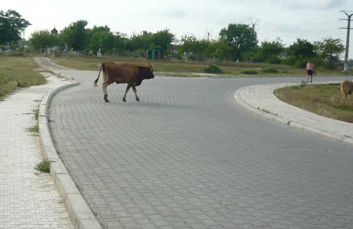 Accidentul a avut loc pe drumul spre plajă