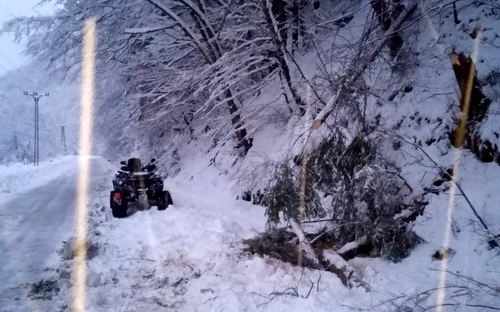 copaci prabusiti la rausor foto salvamont hunedoara