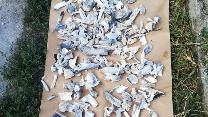 
    IML a anunțat oficial că oasele din pădurea Caracal sunt de natură umană și nu aparțin Alexandrei Măceșanu  