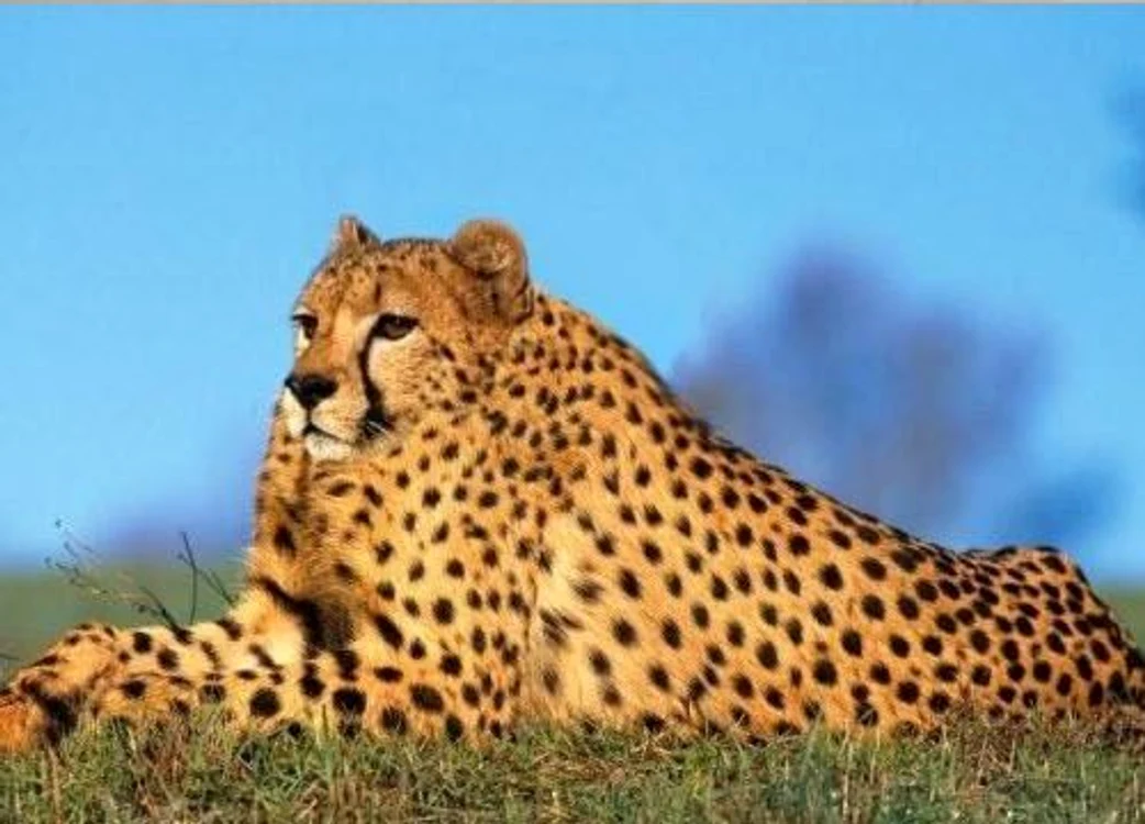 Ghepard fără gât