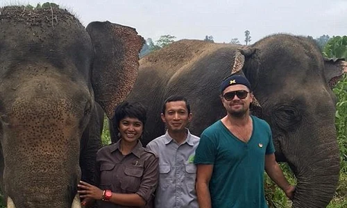 leo dicaprio elefanti jpeg