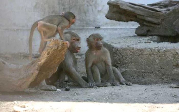 Grădina zoologică din Călăraşi
