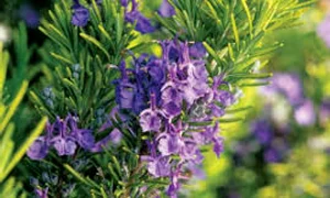 rozmarin images jpeg