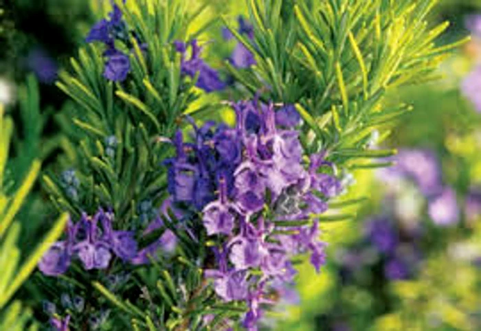 Rozmarinul are efecte miraculoase asupra sănătățiiSursa foto: Arhiva Click