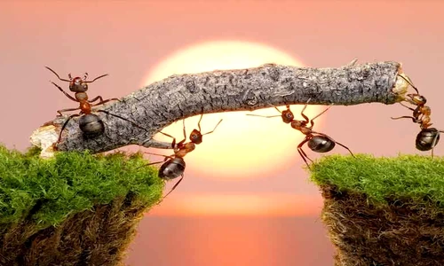 1 78226 original jpg jpeg