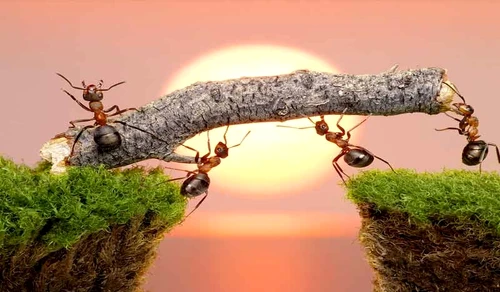 1 78226 original jpg jpeg