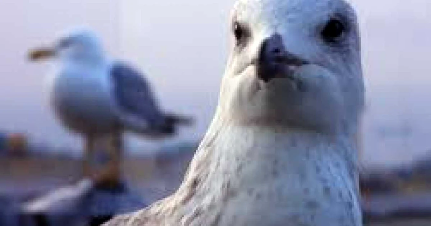 Un pescăruş încerca să coboare pe o scară rulantă 