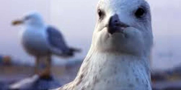 Un pescăruş încerca să coboare pe o scară rulantă 