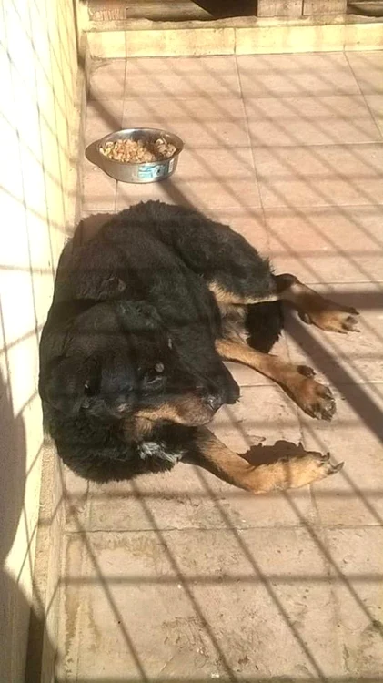 Ce a rămas în urma tragediei de la adăpostul de câini Danyflor
