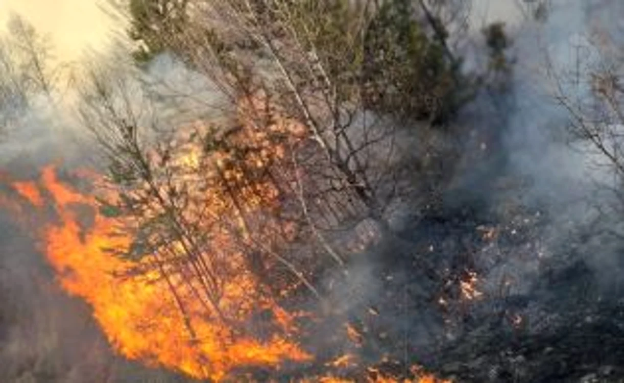 incendiu litiera