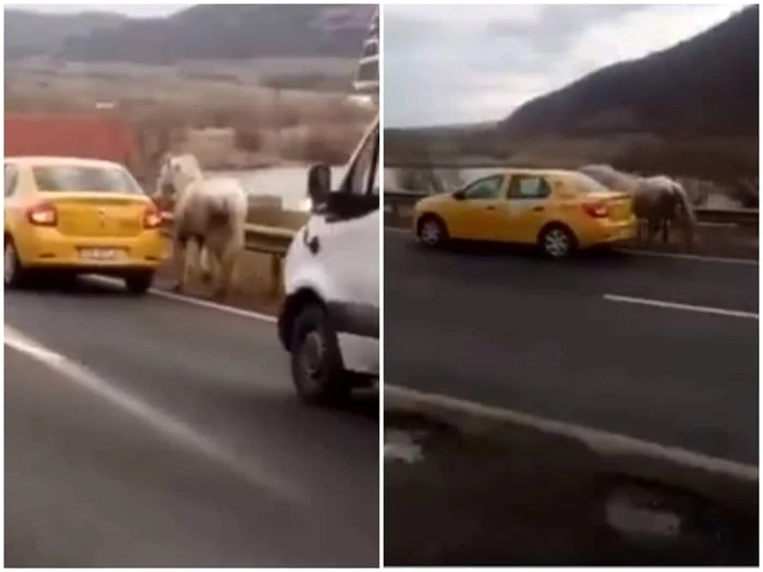 Cal furat din Vâlcea de hoţii din Sibiu transportat de frânghie pe Valea Oltului în urma maşinii Foto captură video