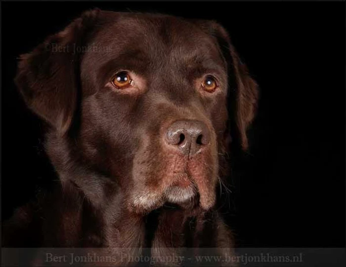 Hesel (Foto: Bert Jonkhans)