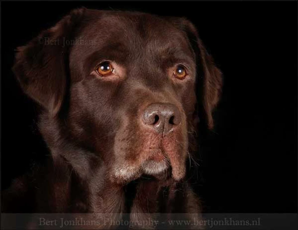Hesel (Foto: Bert Jonkhans)