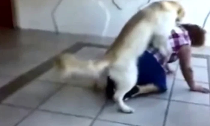 Câinele şi-a urmat instinctele tipice perioadei de împerecherecaptură video