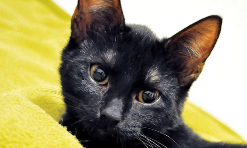 1 58162 original jpg jpeg