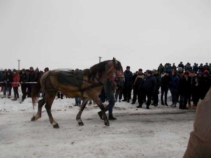 Sute de oameni au admirat animalele înscrise în concurs. Foto: Alina Mitran