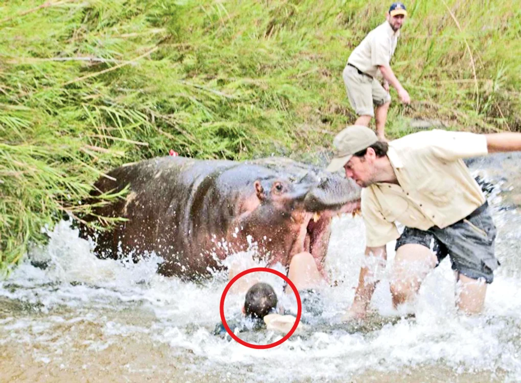 
    Animalul era sedat  în momentul  atacului  
