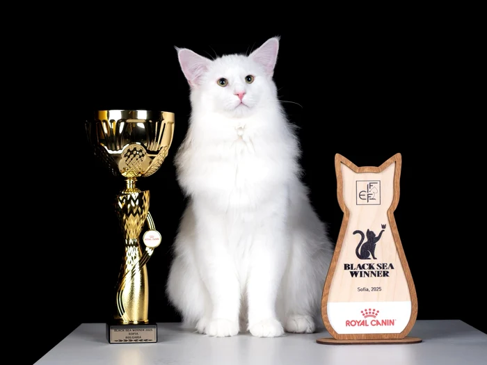 Prosecco Wild Forests jpg