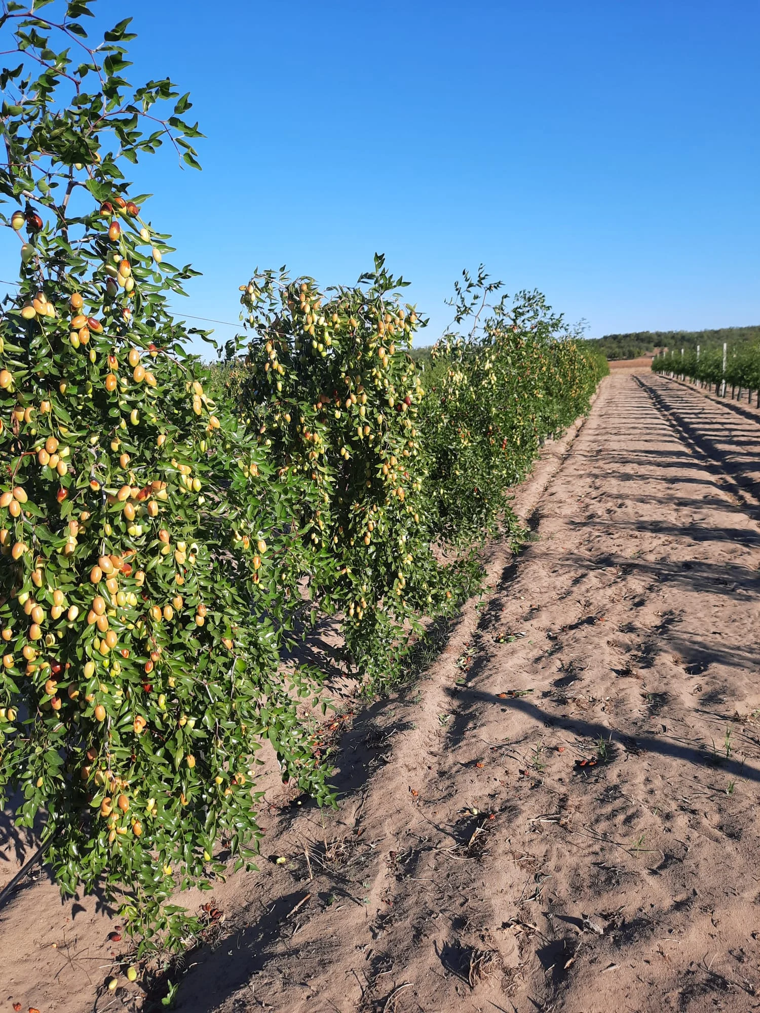 Specia agricolă care a trecut probele înghețurilor târzii, arșiței și potopului. „Avem producția aproape la fel ca cea de anul trecut”