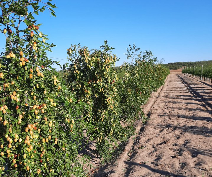 Specia agricolă care a trecut probele înghețurilor târzii, arșiței și potopului. „Avem producția aproape la fel ca cea de anul trecut”