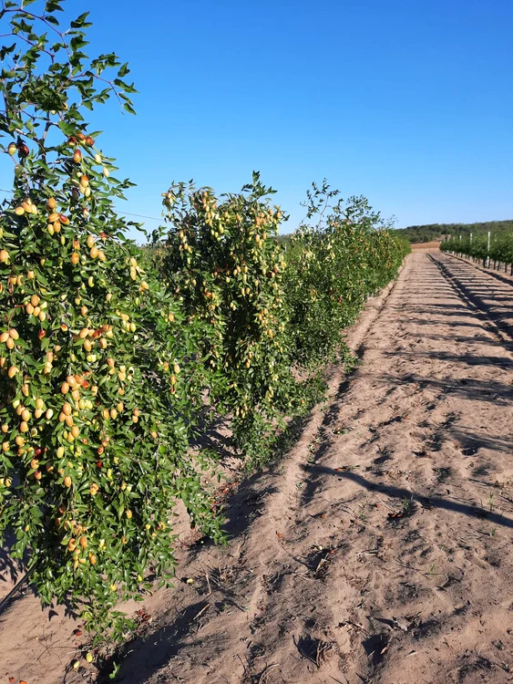 Cultura in camp de Ziziphus jujuba la SCDCPN Dăbuleni pe un nisip ca de plaja foto arhiva aurelia diaconu (3) jpeg