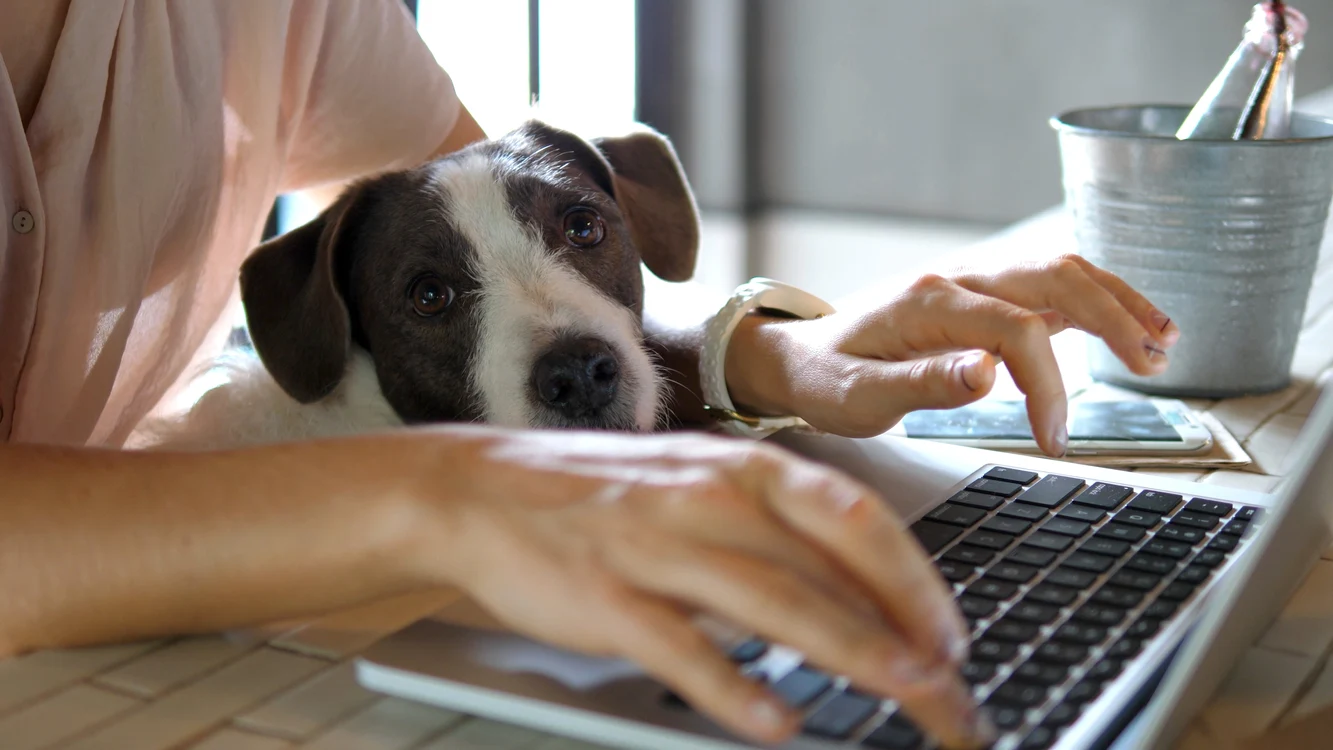 
    Întreabă pe toată lumea dacă îl acceptă pe „noul coleg”Foto: Shutterstock  