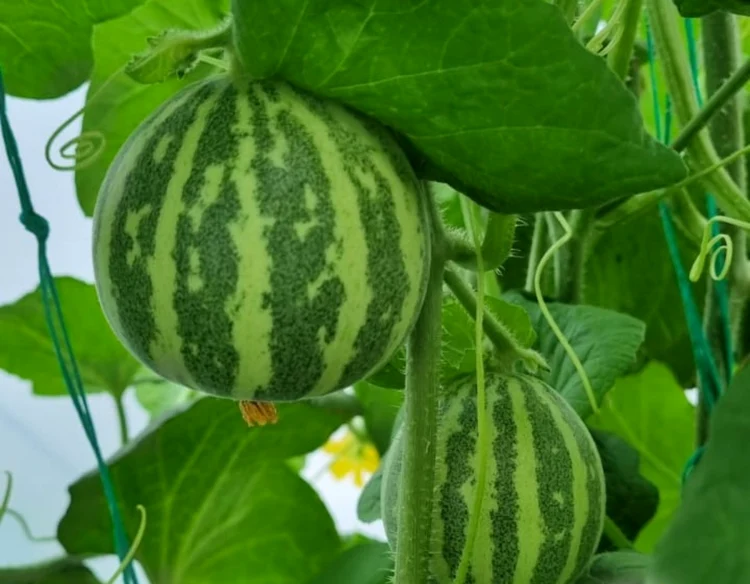 Kajari melon, o specie de pepene cu gust de îngheţată FOTO: Banca de Resurse Vegetale