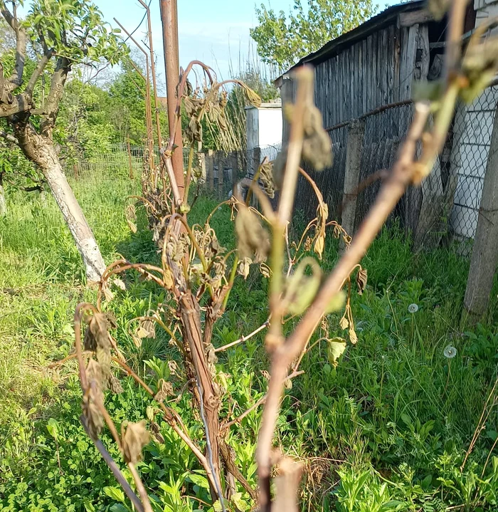 Vița de vie a fost afectată de brumă Foto: Alin Ion