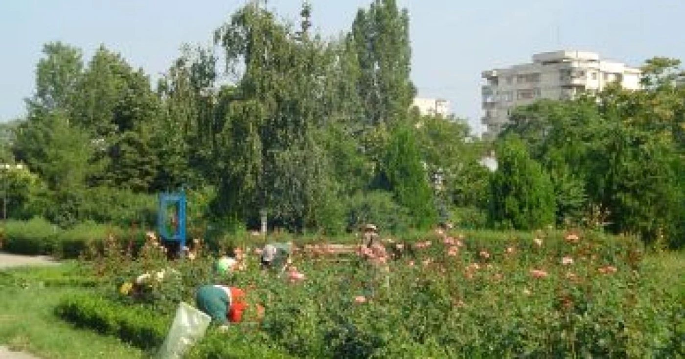 Ploieşti: Spaţiile verzi din Ploieşti, stropite împotriva omizilor