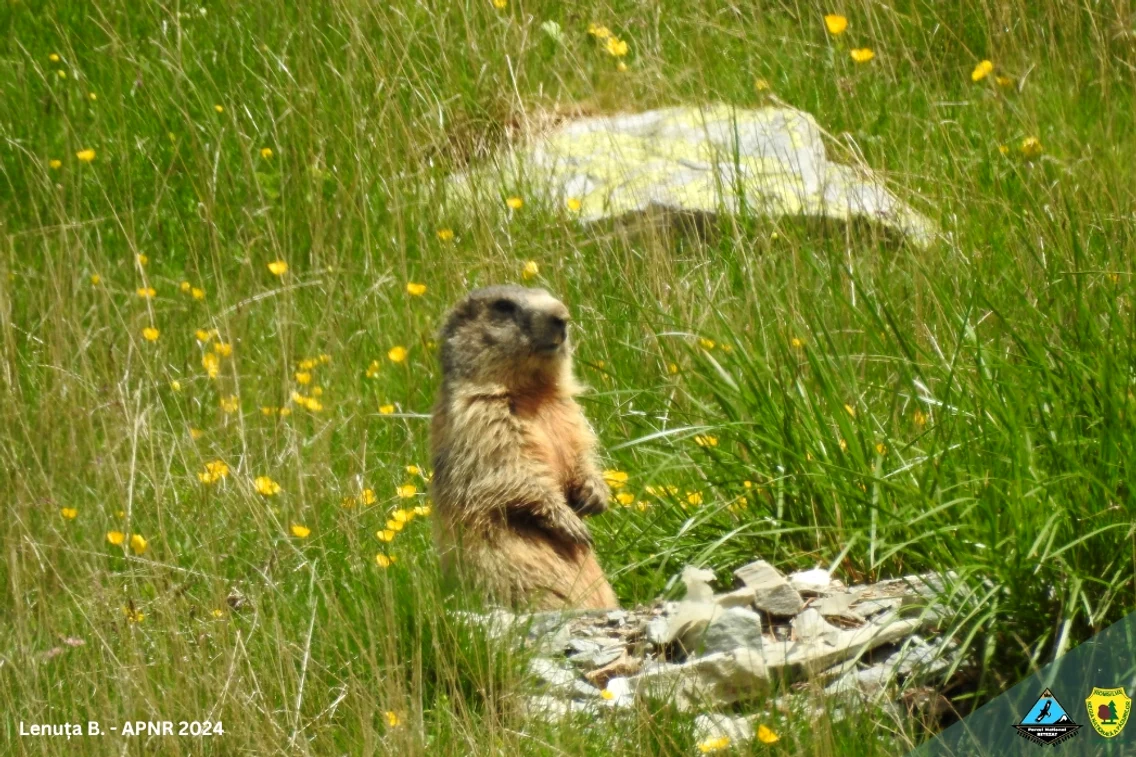 Marmote in Retezat Foto Parcul Național Retezat (1) jpg